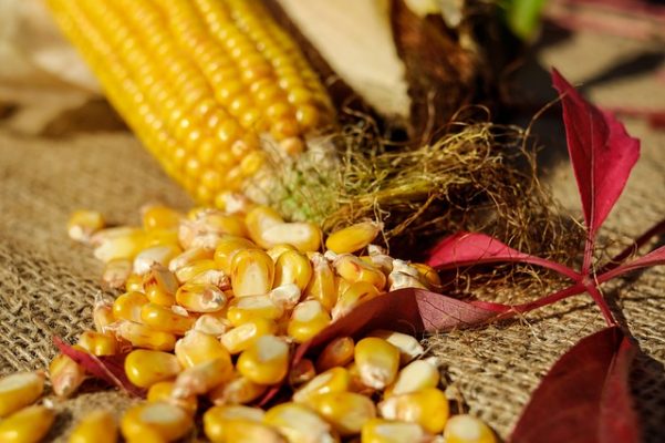 Можно ли есть кукурузу при похудении, как и какие початки лучше употреблять для снижения веса?