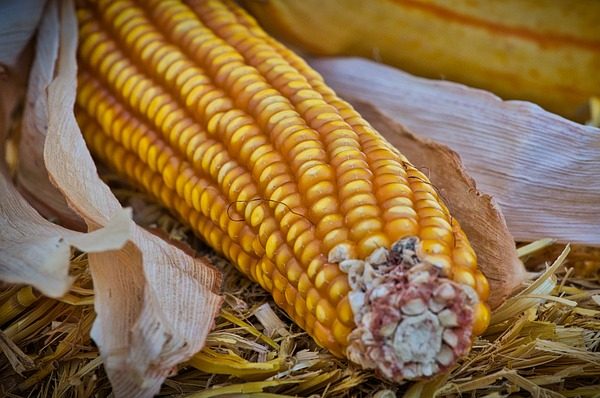 качества уловлю при похудении можно есть кукурузу сожалению, ничем 
