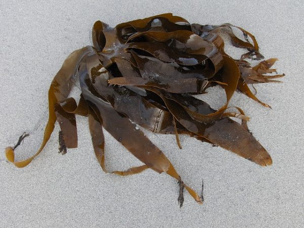 Польза и вред морской капусты для организма во время похудения